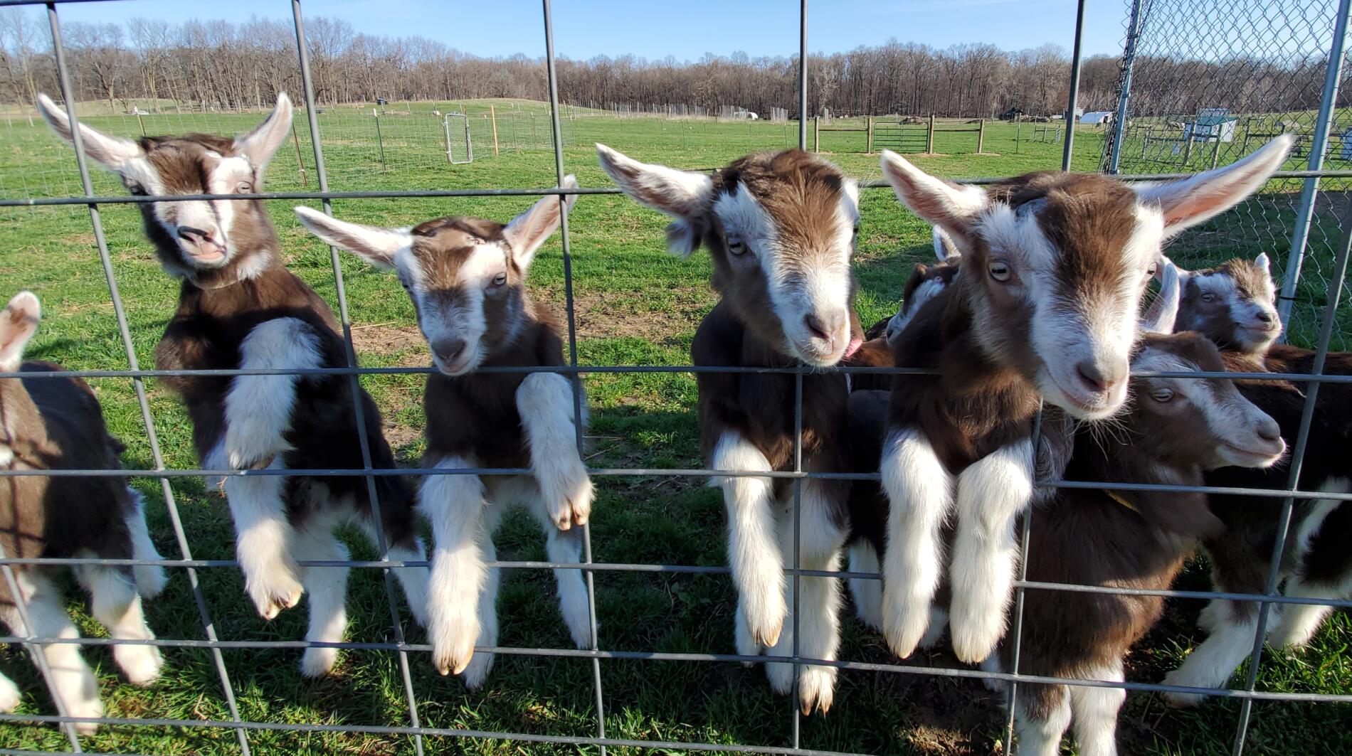 Goat Community at MSU Tollgate Farm. Photo Credit: Roy Prentice