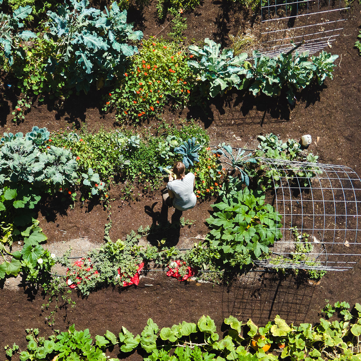 A woman works in garden rows, weeding and harvesting organic vegetable produce. View from high above.