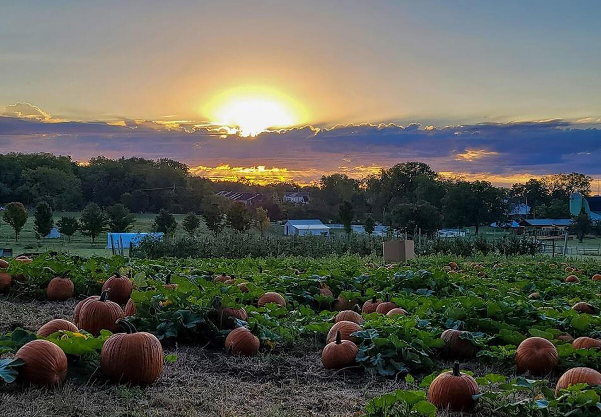 Sunrise over the pumpkin patch at MSU Tollgate Farm. Photo Credit: Roy Prentice