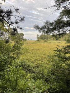 Citizens for a Safe & Clean Lake Superior Turns its Attention to Wetland Protection 